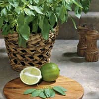 Benih Bibit Biji - Citrus Basil Lime Herb Seeds - IMPORT