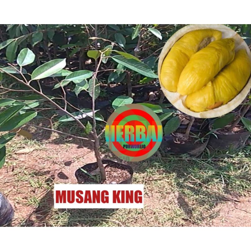 BIBIT DURIAN MUSANG KING OKULASI 1 METER