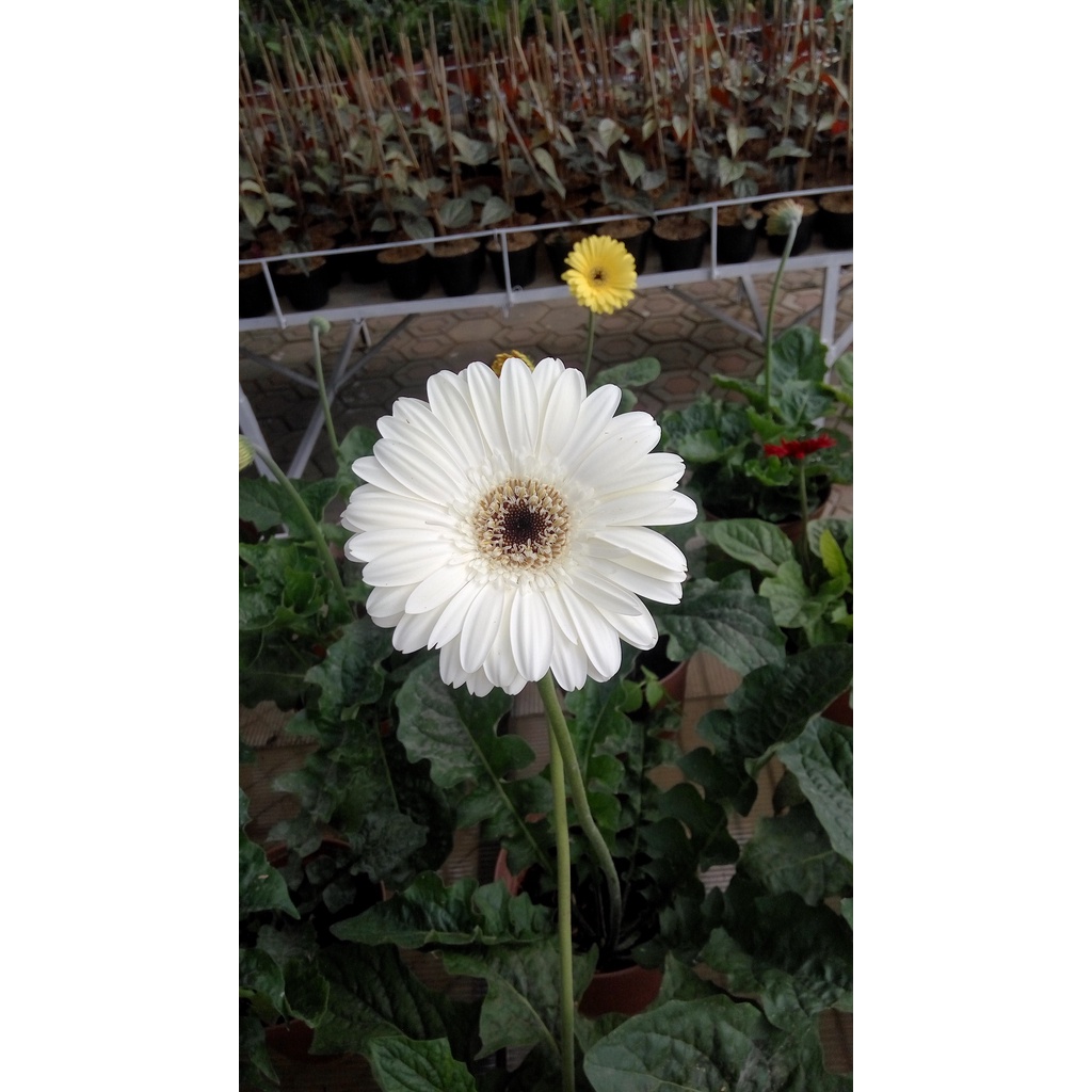 Tanaman Hias Bunga Gerbera - Herbras - Barberton Daisy