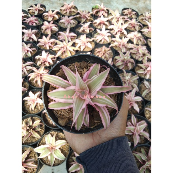tanaman bromelia criptantus pink mini
