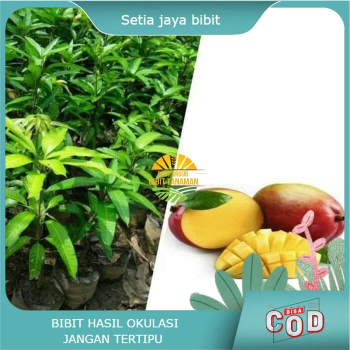 Bibit Mangga Madu Anggur Afrika