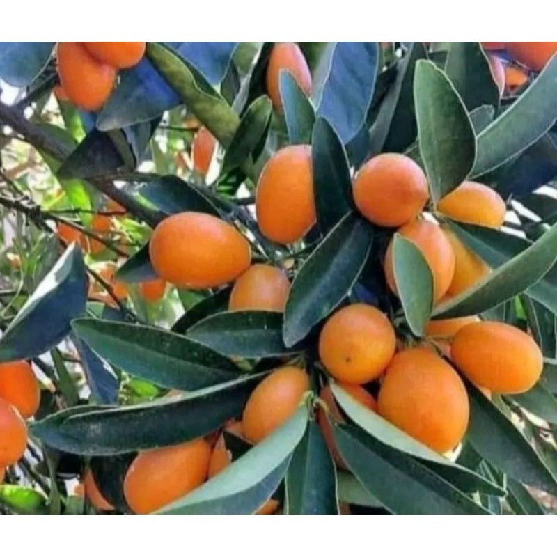 bibit jeruk dekopon