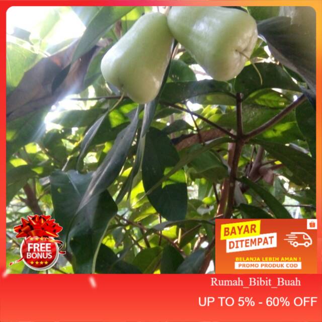 Bibit jambu madu dheli dan jambu citra