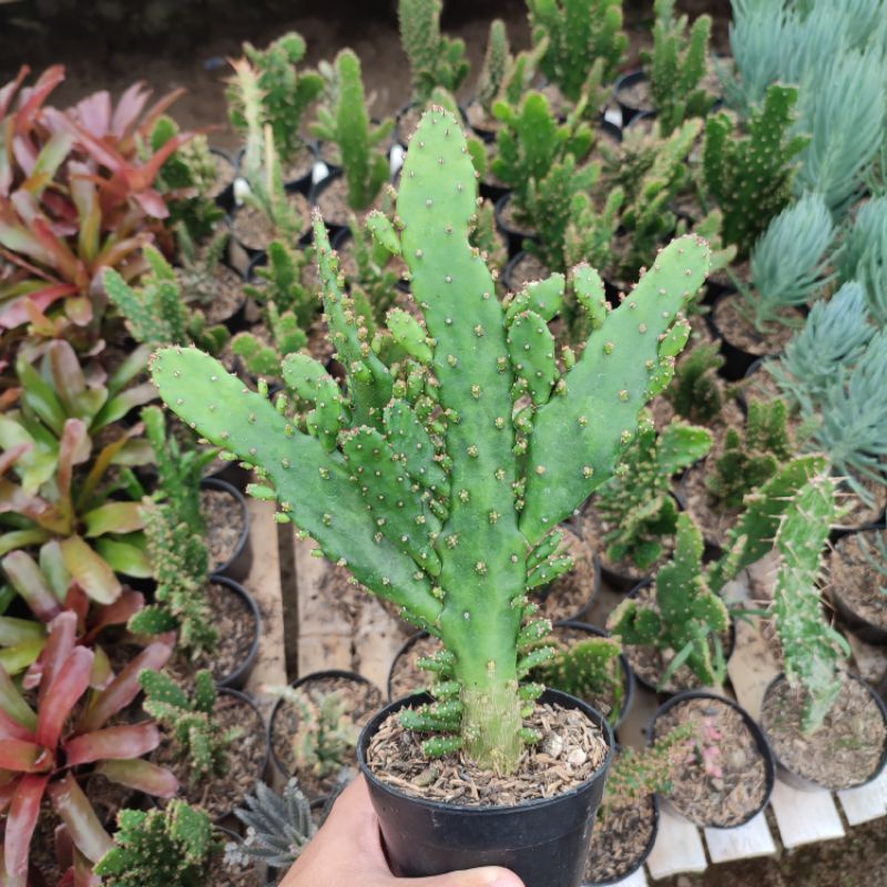 Kaktus Opuntia monacantha jumbo rimbun