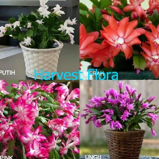 asli paket 4 tanaman wijaya kusuma kepiting merah - putih - Pink harvestf00 Diminati Banget