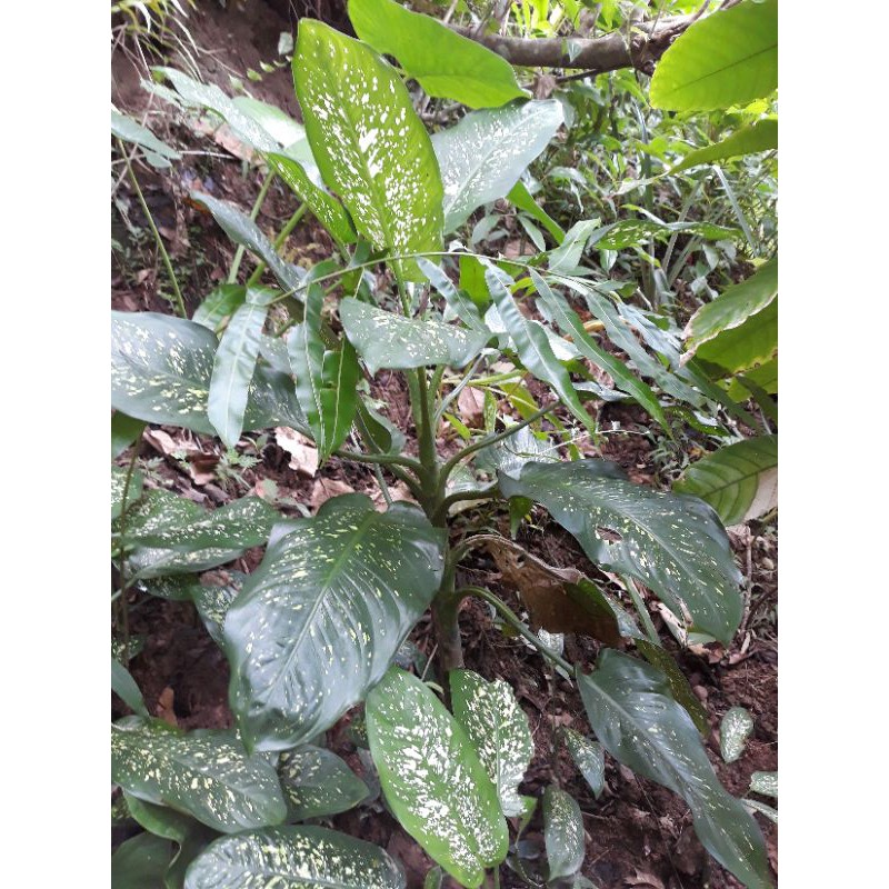 AGLONEMA SRI REJEKI BESAR semi jumbo