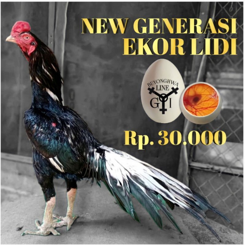 Ayam Bangkok Ekor Lidi Super Panjang Black jaguar telur siap tetas