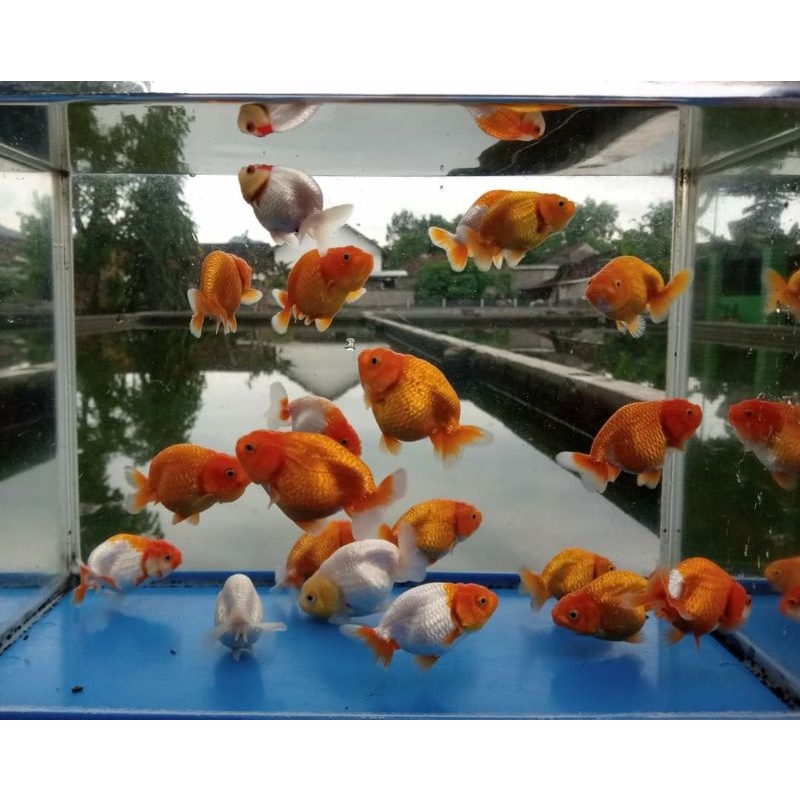 Rancu bufallo red white / ikan mas koki rancu bulat hiasan aquarium / ikan mas koki rancu kurva mulu