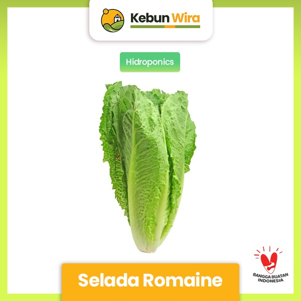

Selada Romaine Hidroponik 200 gram Kebun Wira