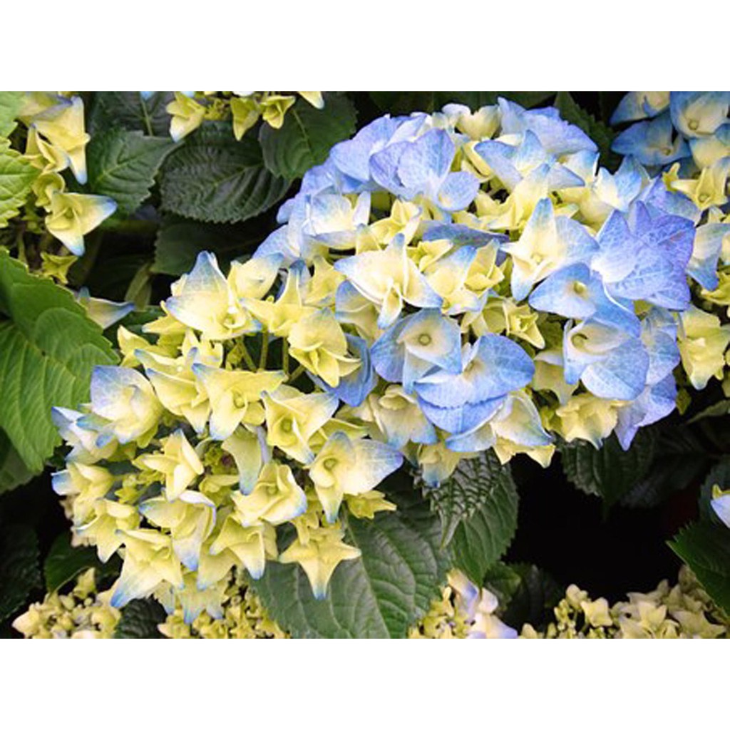 Jual Bibit Benih Biji Bunga Hydrangea Yellow Biji Pohon Bunga