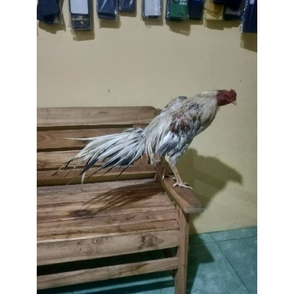 

telur ayam bangkok ekor lidi