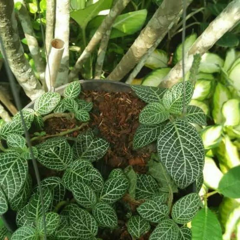 Tanaman Hias Episia Mutiara-tanaman gantung bibit episia mutiara