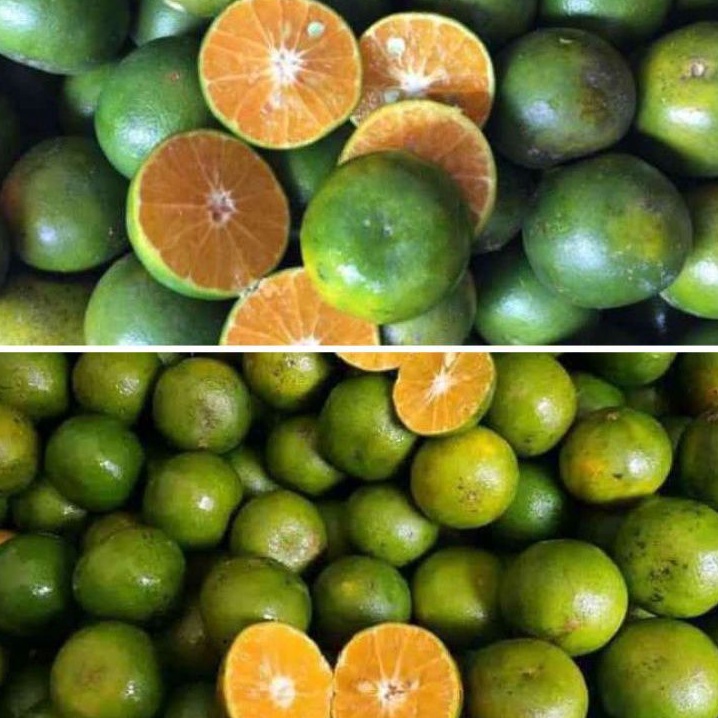 

BUAH JERUK PERAS PONTIANAK FRESH 1KG