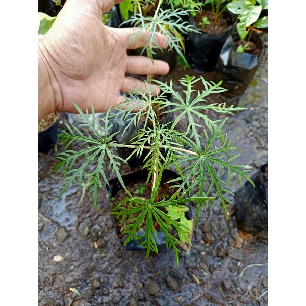 Bibit herbal Pohon Betadine Yodium