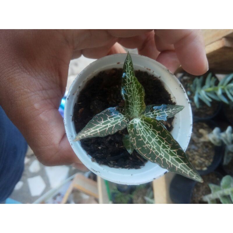 

mini jewel Orchid