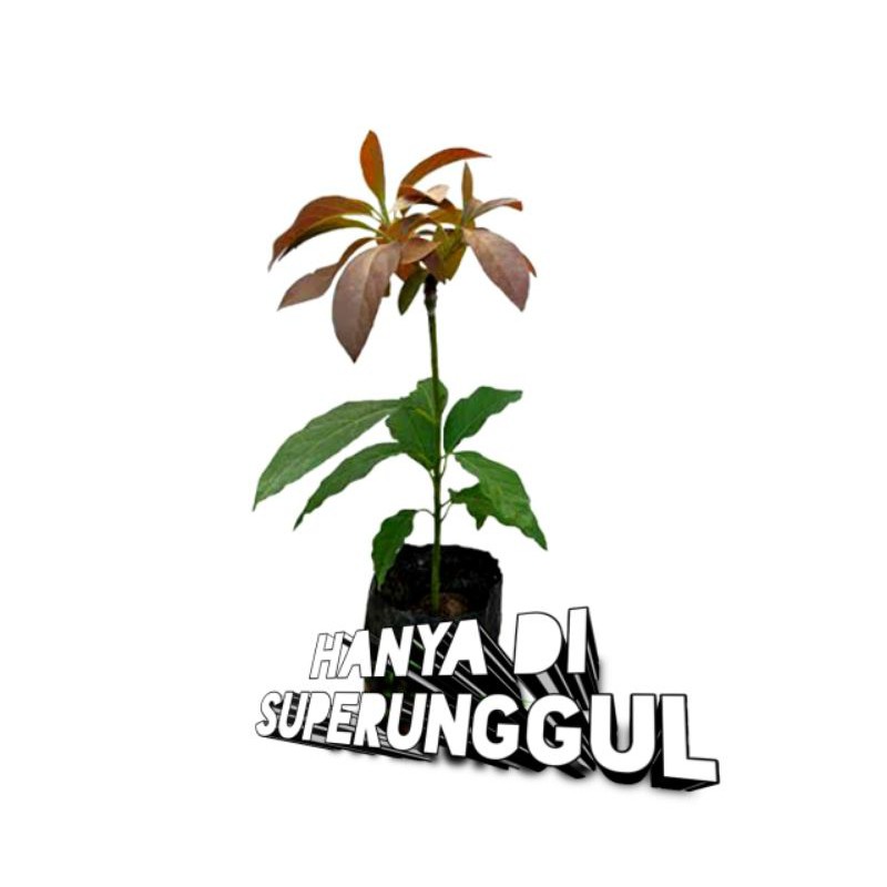 Bibit Alpukat Red Vietnam Superunggul