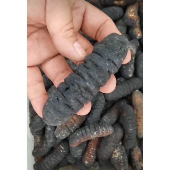 

HAISIM / THUTSIM / TERIPANG GOSOK (500g)