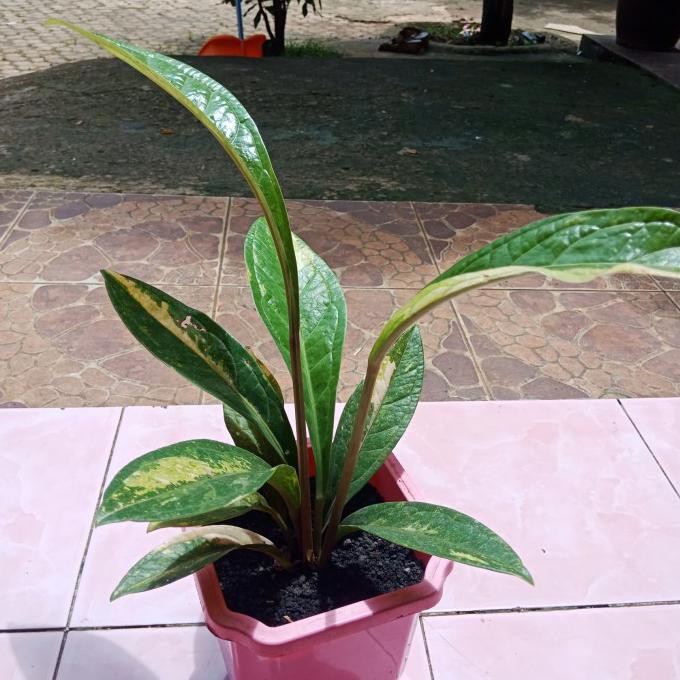 Anthurium Jemani Varigata/Jenmani Variegata,Tanaman Hias Koleksi Mawarolshop1