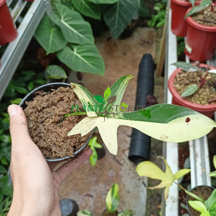 tanaman hias flobe varigata
