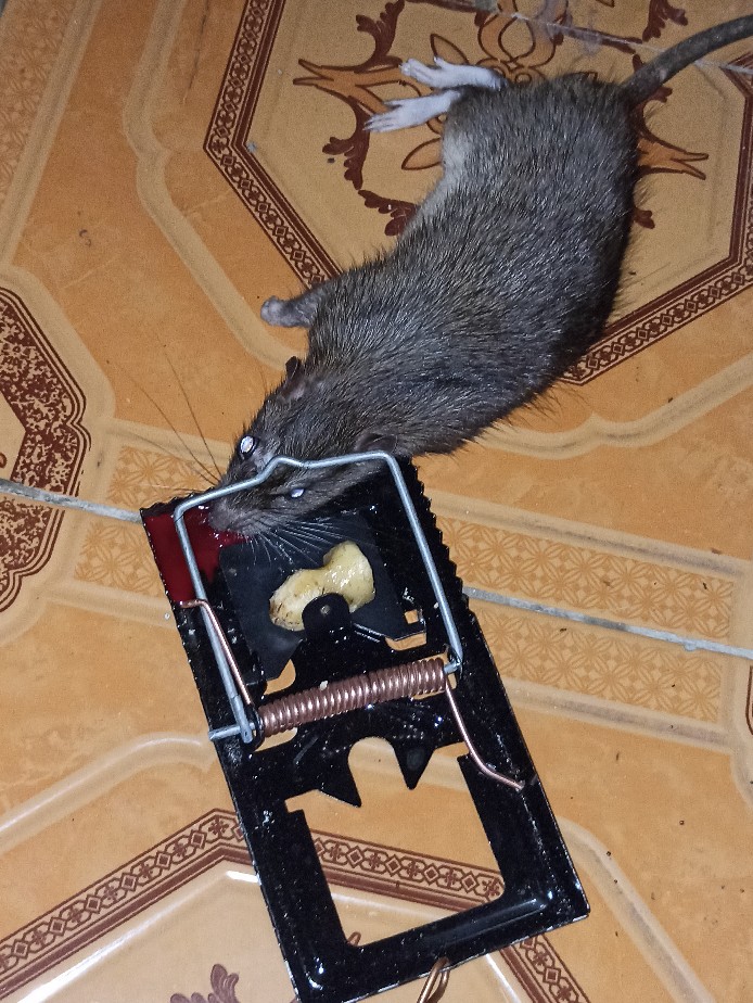 Perangkap Tikus Manual