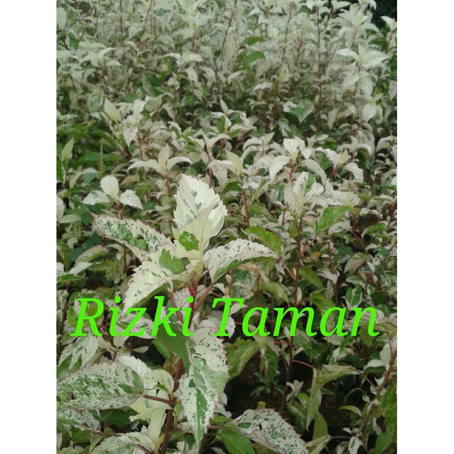 tanaman kembang sepatu variegata