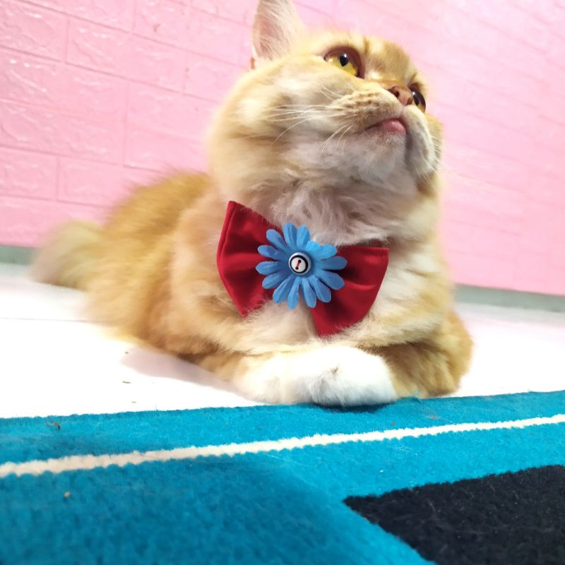 Kalung kucing PITA + LONCENG