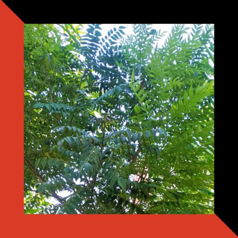 

daun kari segar atau daun salam koja, curry leaf