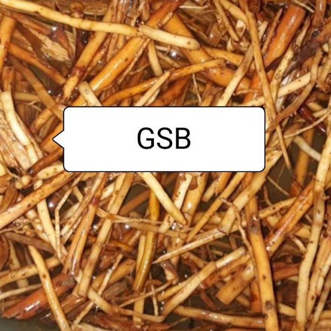 

Akar pinang segar 500 gram / akar pohon pinang