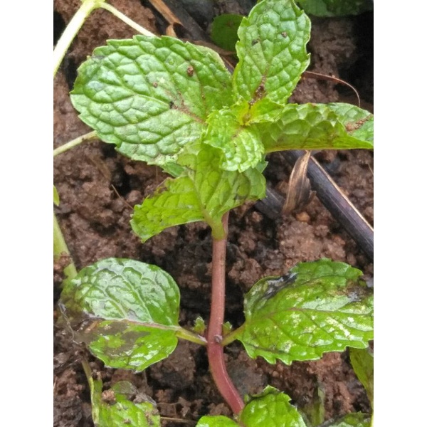 

daun mint.Daun keresmen,Lalaban daun mint. teh daunt min.Obat herbal pernapasan teh daun mint.