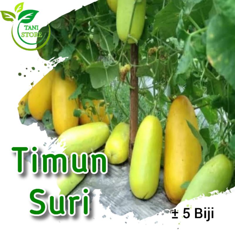 ±5 biji benih timun suri emas_bibit timun suri