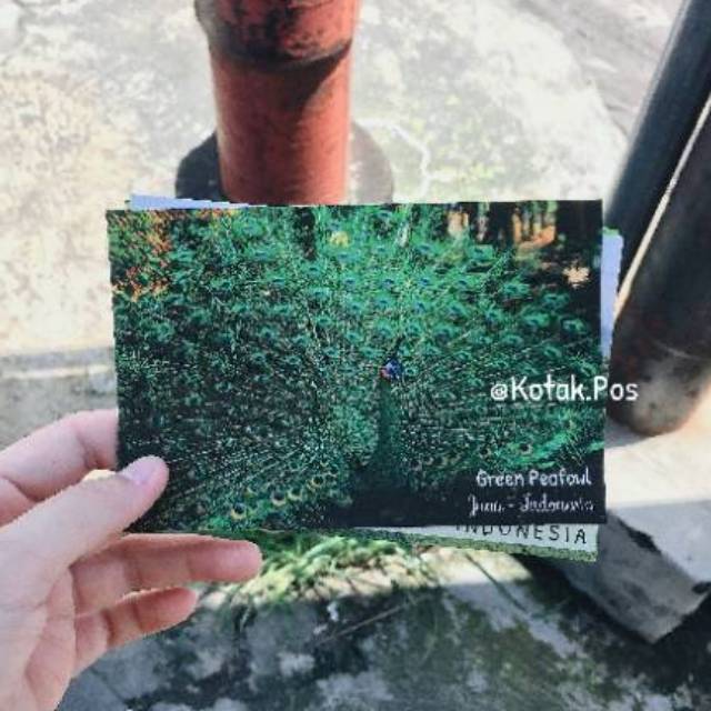 

GREEN PEAFOWL MERAK HIJAU BIRU TOSCA HEWAN LANGKA ENDEMIK JAWA KARTU POS POSTCARD SURAT FILATELI HQ
