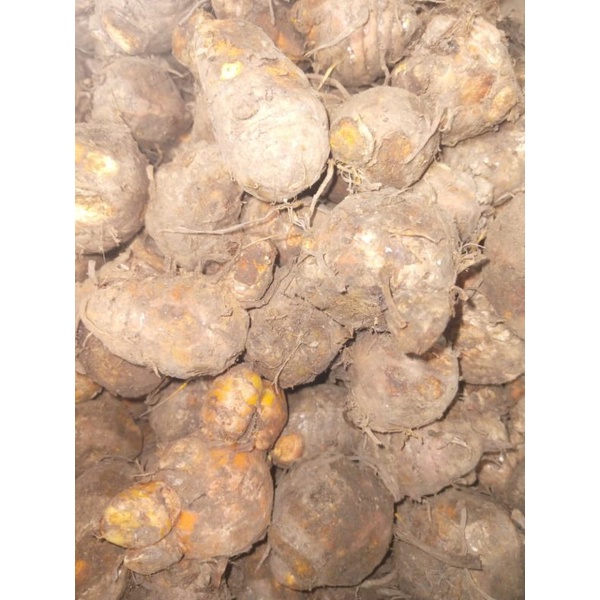 BIANG KUNYIT UKURAN  FRESH 1KG