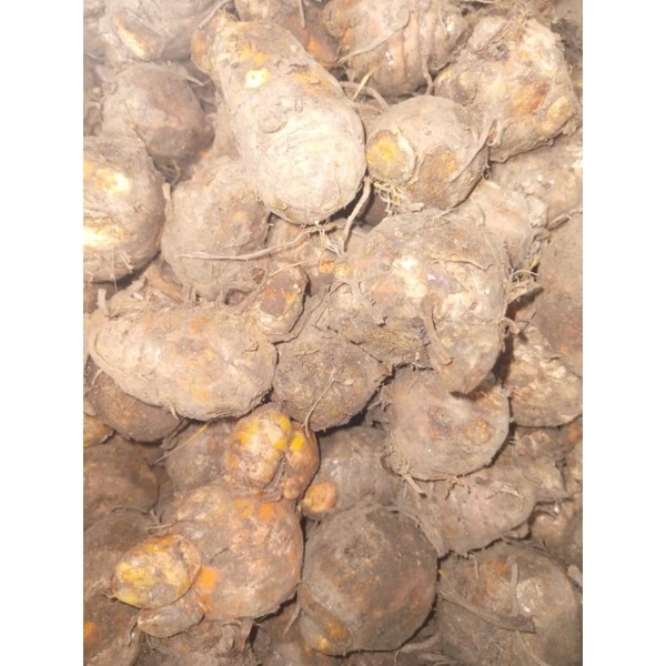 BIANG KUNYIT FRESH 1KG