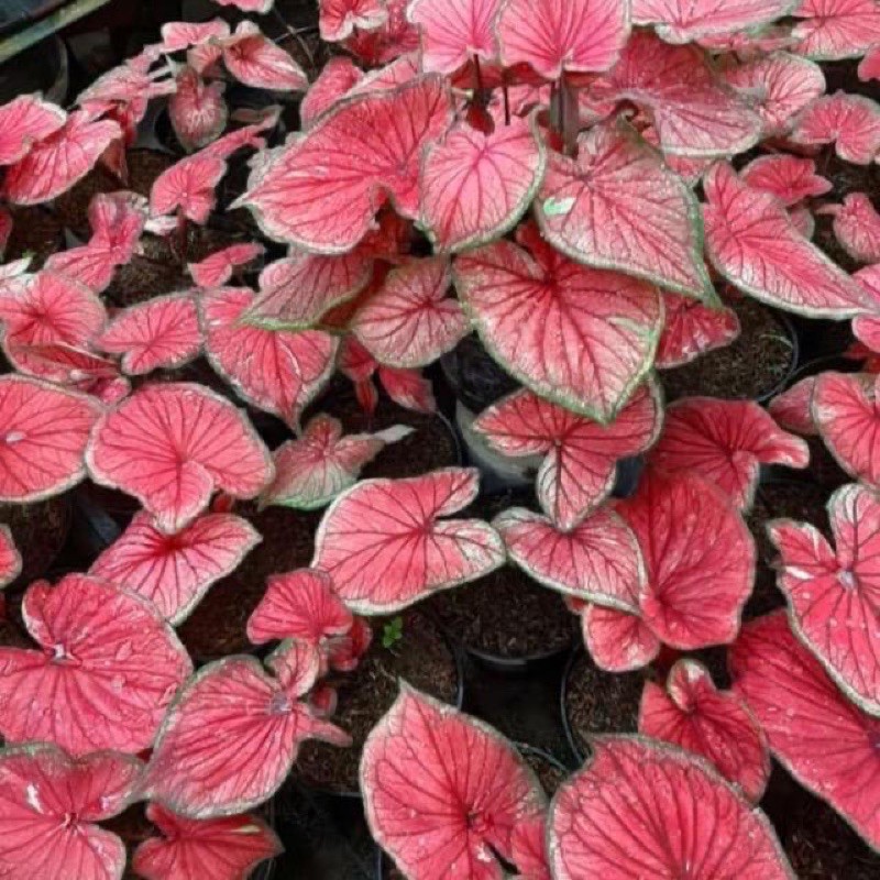 Caladium Red Jaquart ,caladium Red jaguar