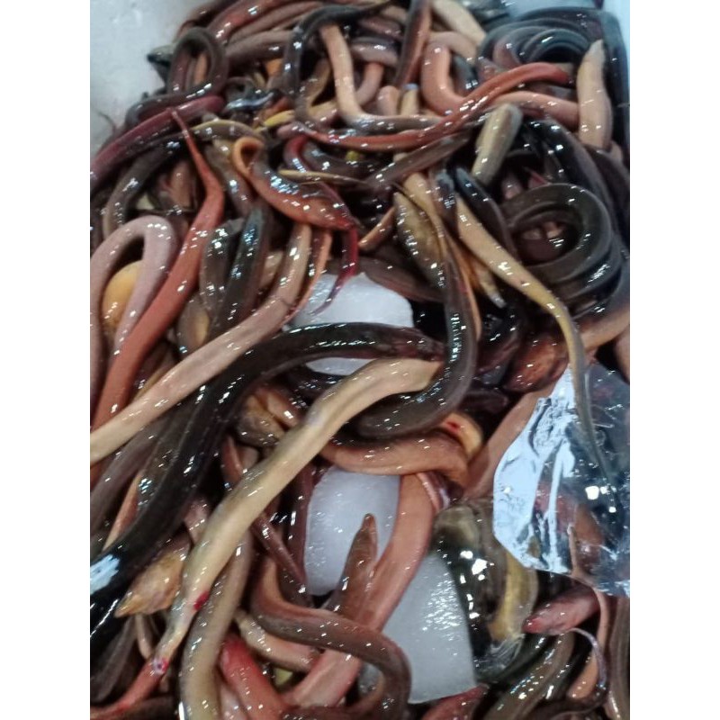 

Belut segar harian /1kg