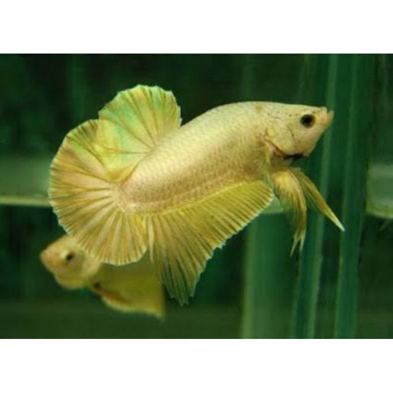 

ikan cupang yellow fancy