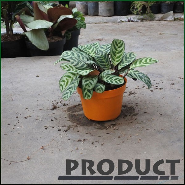 Jual Tanaman Hias Didalam Ruangan Calathea Merak Calathea Burle Marx