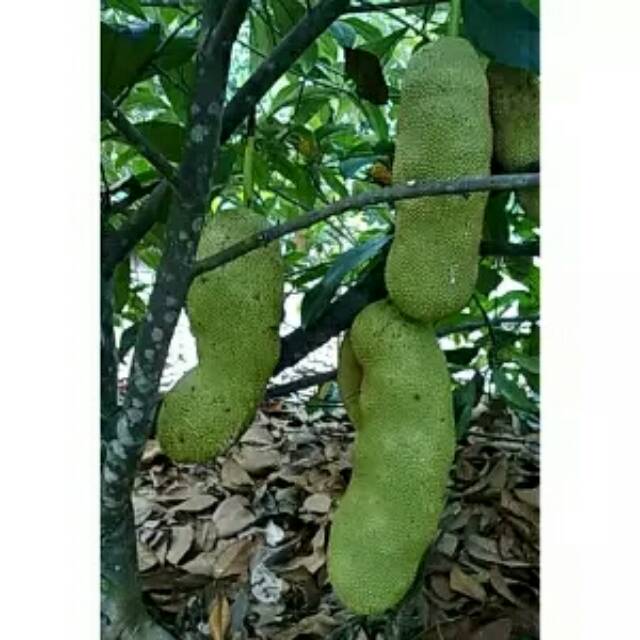 Bibit cempedak king