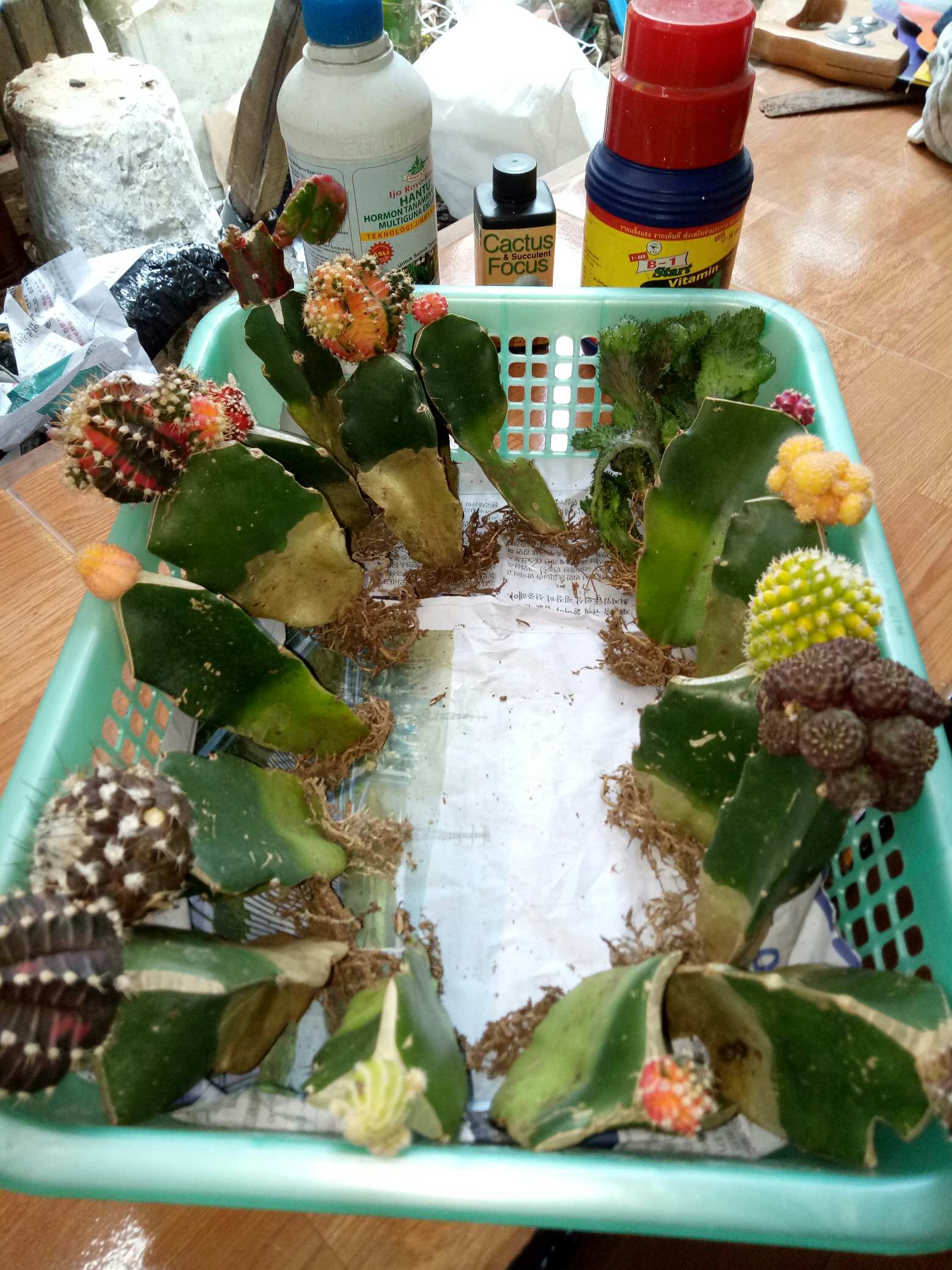 Kaktus Gymno Paket Sultan Dipot 10cm