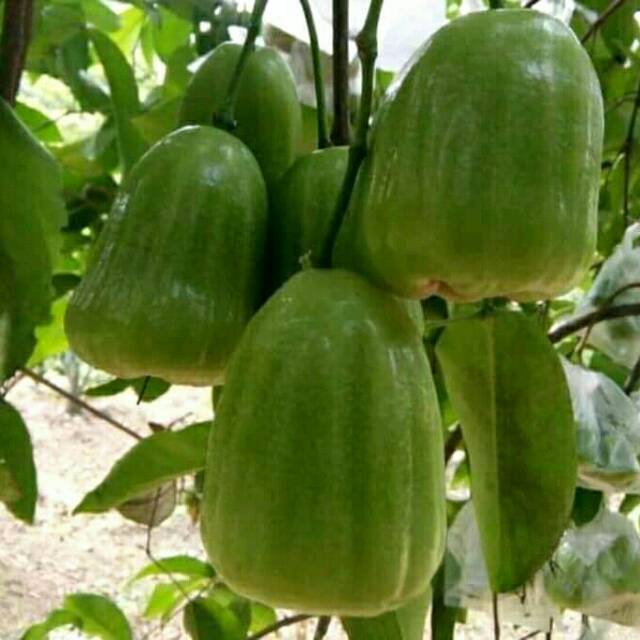 Best Bibit jambu air khiojok unggul