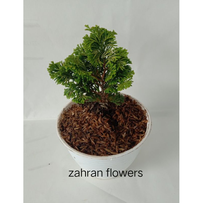 bonsai cemara inoki mini/inoki mini