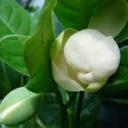 Tanaman Hias Cempaka Telur Putih