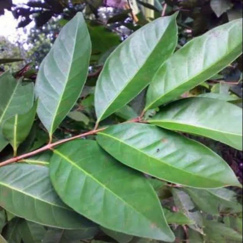 

Daun Salam Bumbu Dapur Obat Herbal Tanaman Toga