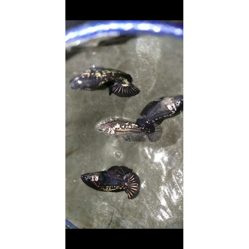 Ikan Cupang Black Samurai