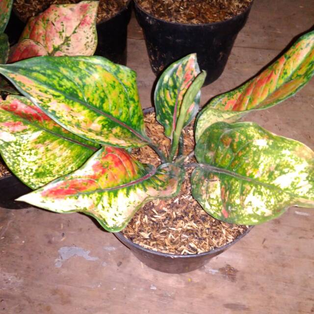 Tanaman Hias Aglonema heng heng- aglonema heng heng