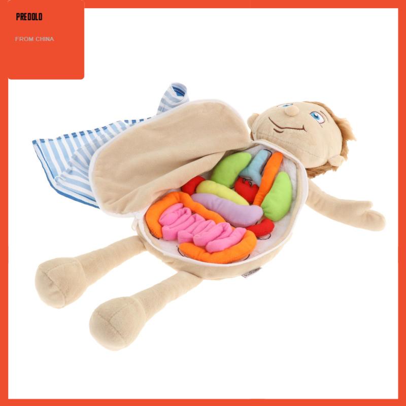 [In Stock] Human Body Anatomy Toy Teaching Tool Organ Toy Removable Organs for School