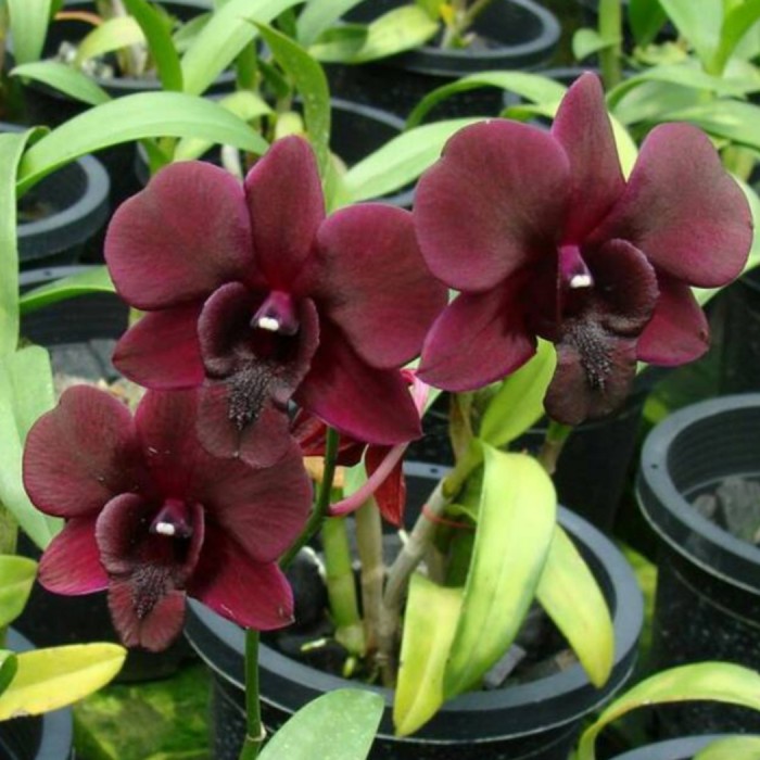 Seedling Anggrek Dendrobium Black Cat