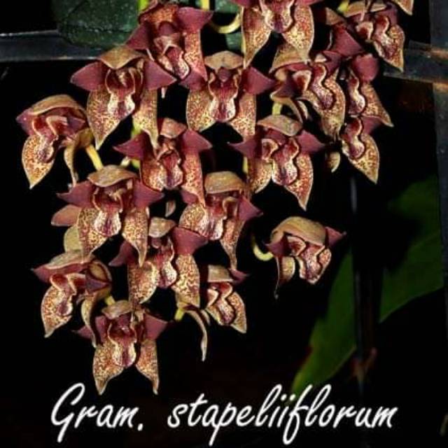 Anggrek Grammatophyllum stapelliflorum dewasa siap bunga