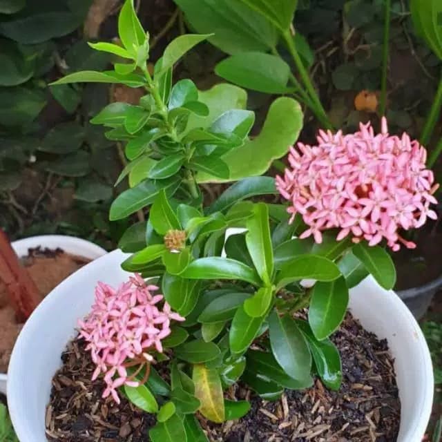 Tanaman hias bunga asoka pink - asoka jambon - bunga asli hidup