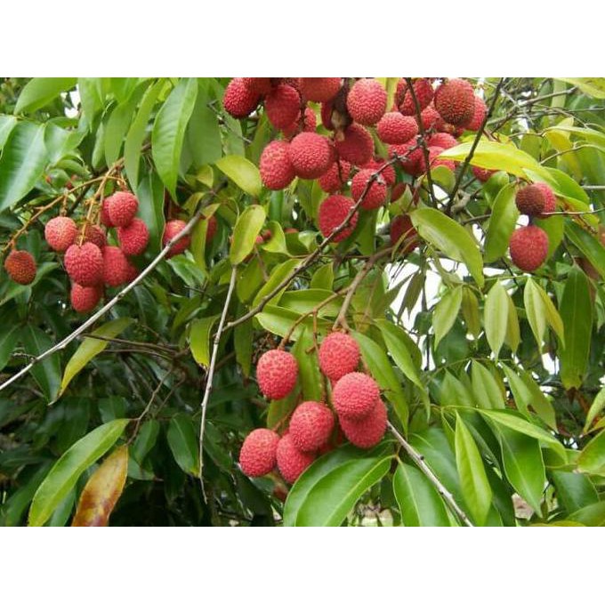 Bibit Buah Leci Kom ( Leci Dataran Rendah ) @#